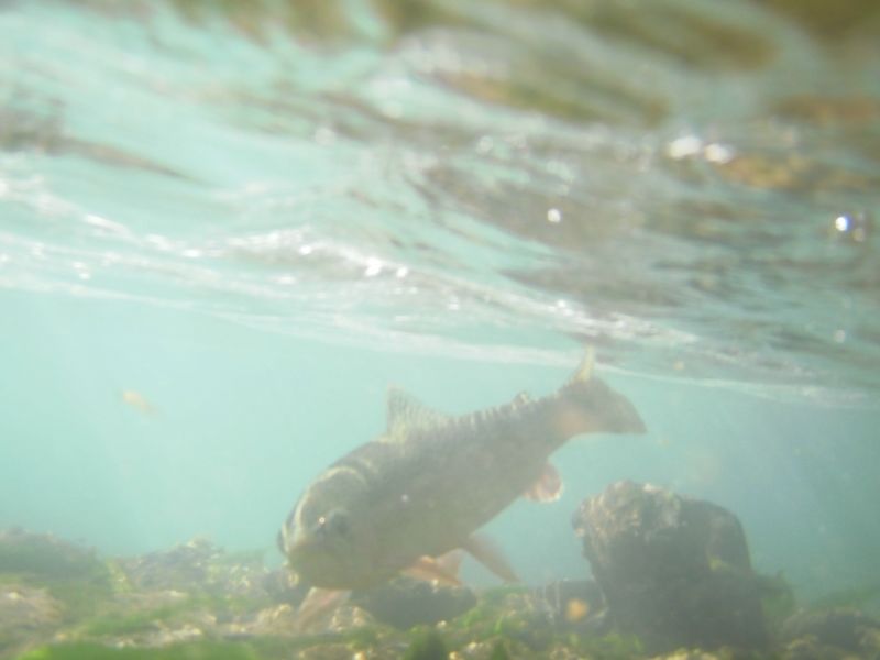 Under water9 Mccloud 2009: 