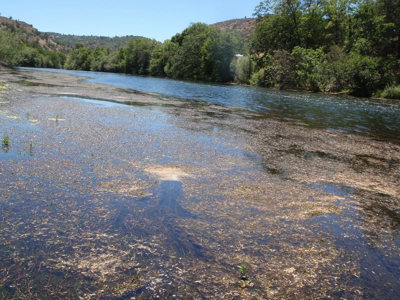 Klamath River Algae Blooms Unhealthy 2010