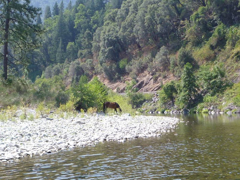 Upper Sac jack trout photo