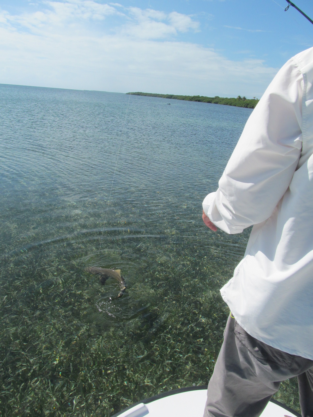 Jack Trout fly Fishing Belize