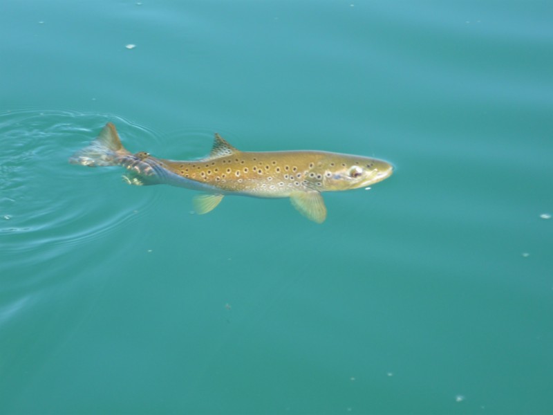 Jack Trout Fly Fishing Argentina