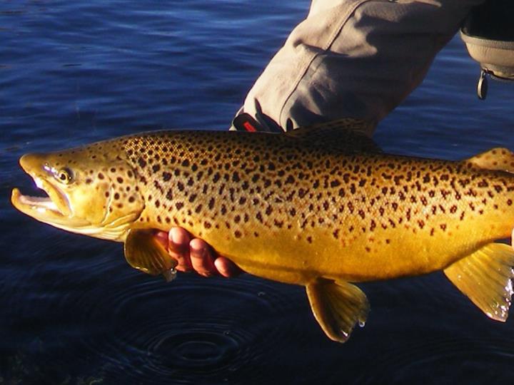 Jack Trout Fly Fishing Argentina