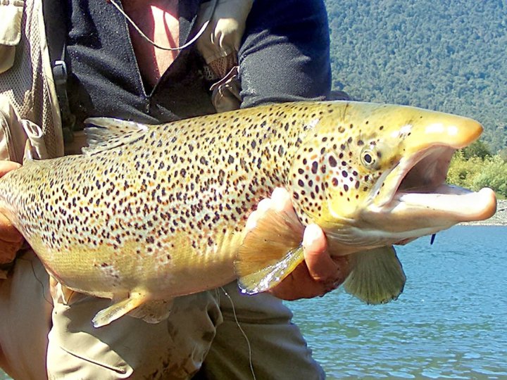 Jack Trout Fly Fishing Argentina